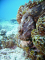 Scorpion Fish hiding during the day, Bari Reef, Bonaire