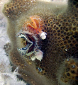 Star Horseshoe Worms, Florida Keys