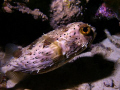 Porcupine fish at night, hiding from a 4 ft cubera snapper that used our lights to find prey.