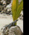 Picture taken while relaxing one morning on the beach down in Belize.