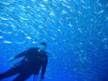 Joan in a school of scad, Bari Reef, Bonaire