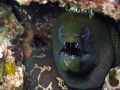 Greenhead Moray Eel - Shark's Cove, Pupukea, Hawaii
Nikon Coolpix L5 in macro mode in an Ikelite housing usin the built-in flash.