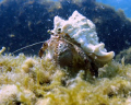 taken on a shallow dive off one of the public beaches in Dubai