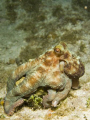 Reef Octopus shot on a night dive off Cayman Brac