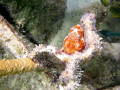 Frogfish hiding near Bari Reef, Bonaire