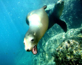 A friendly Sea Lion in the Sea of Cortez, Mexico