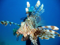 lionfish in mid water