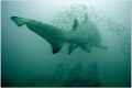 Schoolmaster - a ten + foot sand tiger shepherds a school of baitfish on the wreck of the Carribsea off Morehead City, NC