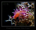 Pulau Tioman, Canon G2, Ikelite DS-125