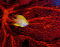 a yellow damsel positions itself nicely while I  was framing a piece of red coral