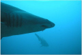 Schooling Sand Tigers on the Atlas of Morehead City, NC