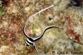 Juvenile Spotted Drum (Equetus punctatus) on Bonaire's Bari Reef