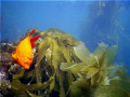 Catalina Island, CA....Adult Garibaldi