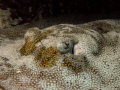 Yellow Stingray Eye