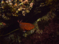 Juvenille Garibaldi posing for me off of  Catalina Island