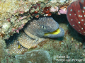 Taken in South Africa, Kwa Zulu Natal, Sodwana Bay Moray Eel. Fijifilm Finepix S9500 Macro, 28 - 300 mm lence + Macro