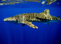 Whale Shark,Shark and Yolanda, Ras Mohammed, Sinai, Egypt