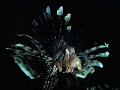 Lion Fish