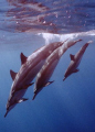 Spinner dolphins divning back into the water after a spinning Jump. timed just right!!!  taken of the coast of Lanai, HI