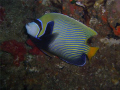 Emperor Angelfish at Aliwal Shoal