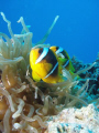 Red Sea Anenomefish, Ras Katy, Sinai, Egypt.