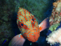 Coral Grouper...looking grumpy!