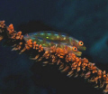 Two Gobies in Mindoro July .