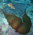 ClownFish on Green Island (綠島) in Taiwan on April 2007 by Canon 800IS (Looks like bouquet of flowers)