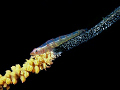 Small goby with eggs on a wire coral.