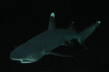 White Tip Reef Shark, Night Dive, Black Rock, Maui HI