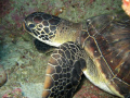 sea turtle on the GreenLand in Taiwan by CANON 800 IS