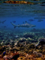 blacktip in the lagoon.... 