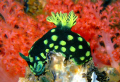 nudibranch
taken at gato island, near malapascua island, philippines
using finepix f40fd P&S camera