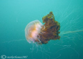 Lion's mane jellyfish.
Isle of Eigg, Inner Hebrides.
20mm.