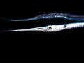 Baby needlefish seen during a night snorkel. Its reflection is clearly visible above it. :)