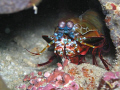 mantis shrimp up close and personal. the colors on its front profile are simply awesome... at Davao gulf, Mindanao, Philippines.