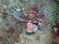 lion fish lurking