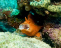 Frogfish with open mouth and showing lure.  Shot in Bonaire on 8/3/07.  Nikon D70S with Ikelite housing and 125 flash.