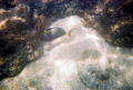 Photo taken of an Orangespine Surgeonfish at Hanauma Bay, Oahu, HI