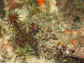 Ghost Pipe fish taken at Kon Tiki, Mactan Island, Cebu with a Canon PowerShot A640