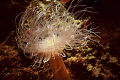 Tube dwelling anenome