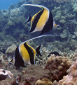 Pair of Moorish Idols.  Taken in Maui, Hawaii.  Nikon D100