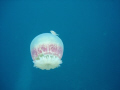 Jellyfish and it's friend.  