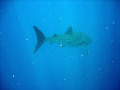 See Spot Swim
Whale Shark 2 miles off Roatan