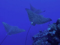 Eagle Rays