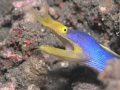 Blue ribbon! Closeup in Lembeh Straits - Indonesia