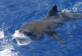 Great White at the surface. Nikon D100. Guadalupe Island,Mexico