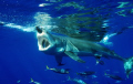 Great White Shark haveing lunch! 