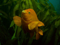 Garibaldi off California's Channel Islands