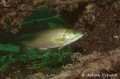 Large mouth Bass cruising about the wreck of the Rothesay, Saint-Laurent river, Canada